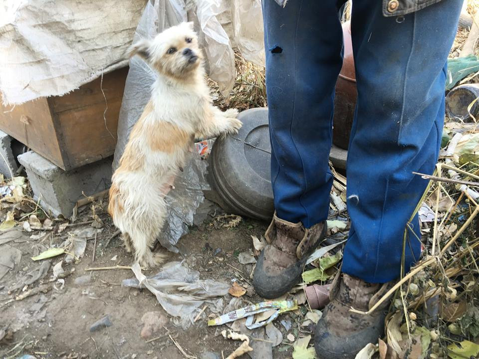 Ông Yusheng dành tình cảm đặc biệt cho các chú chó đi lạc. (Nguồn: CCTV)