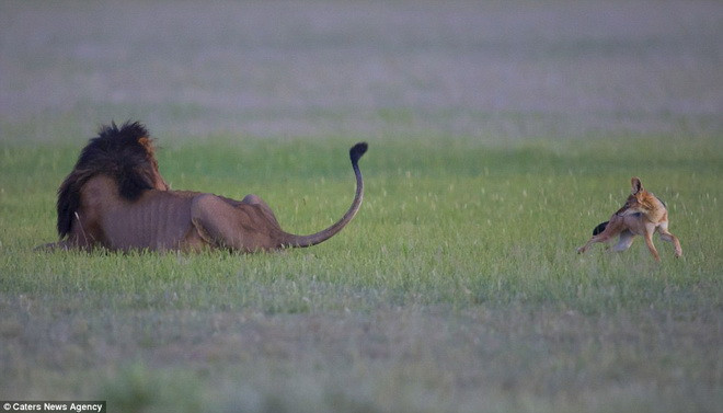 "Đó thực sự là con chó hoang nghịch ngợm. Tôi thực sự không hiểu con chó hoang đang muốn làm gì" - Drysdale cho biết. (Nguồn: Caters News Agency)