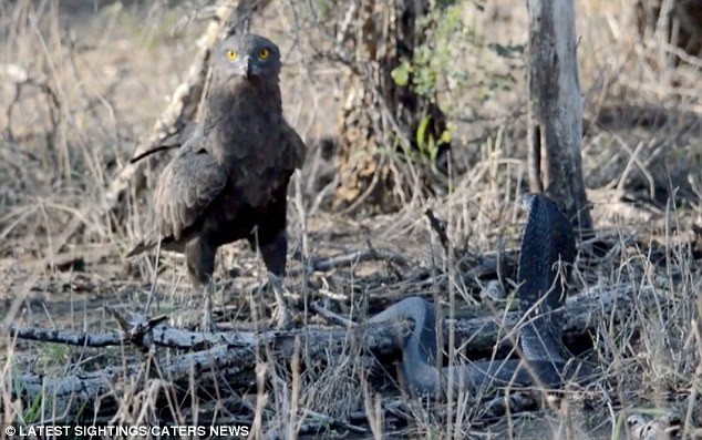 Sau một hồi loay hoay, con đại bàng chấp nhận bỏ cuộc và bay đi. (Nguồn: Caters News Agency)