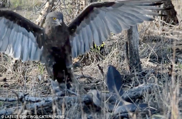 Chú rắn hổ mang bình tĩnh chống trả. (Nguồn: Caters News Agency)