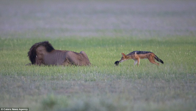 Con chó hoang còn liều lĩnh cắn đuôi chú sư tử. (Nguồn: Caters News Agency)