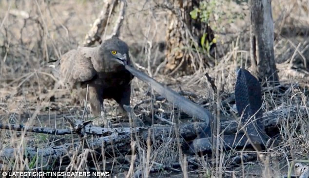 Đại bàng đứng lên người rắn hổ mang và dùng mỏ để mổ vào đuôi. (Nguồn: Caters News Agency)