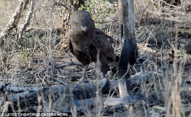 Con đại bàng dùng mọi cách khống chế chú rắn hổ mang. (Nguồn: Caters News Agency)