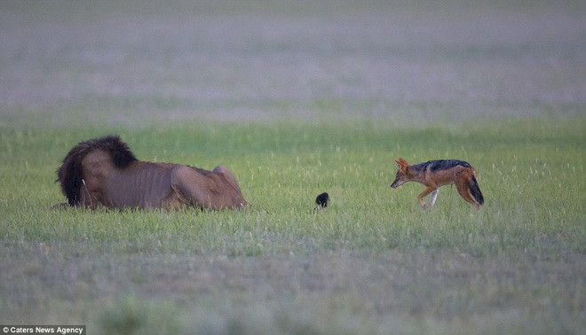 Con chó hoang rình rập phía sau chú sư tử. (Nguồn: Caters News Agency)