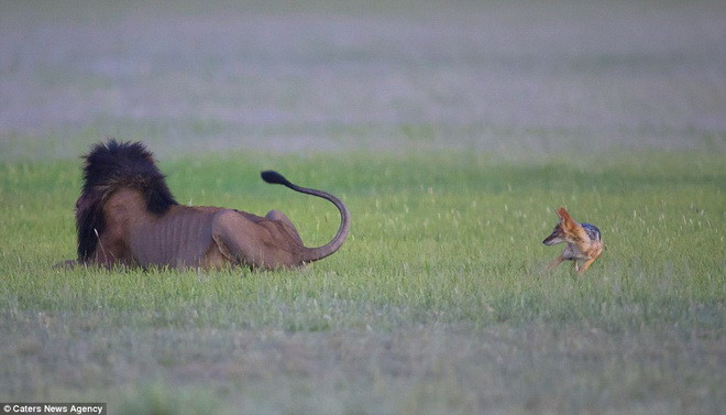 Khi thấy sư tử quay lại, chú chó hoang ranh mãnh đã bỏ chạy. (Nguồn: Caters News Agency)