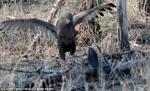 Đại bàng mở rộng đôi cánh để đe dọa rắn hổ mang. (Nguồn: Caters News Agency)