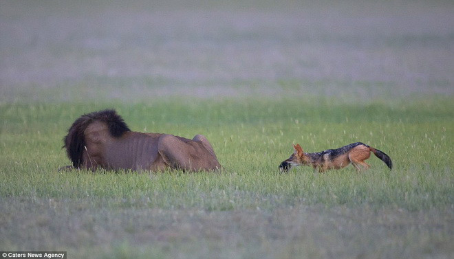 Con sư tử cảm thấy rất khó chịu. (Nguồn: Caters News Agency)