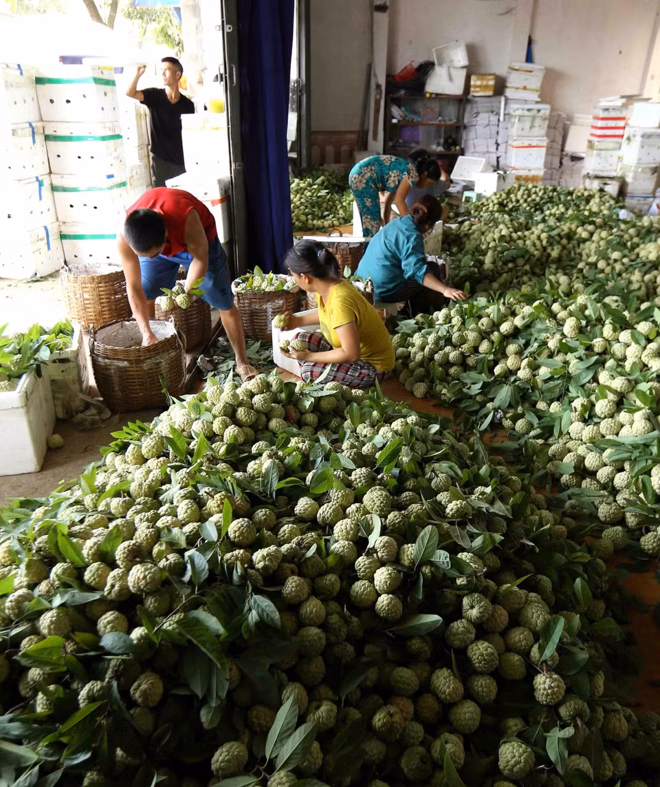 Sản phẩm na được phân loại, đóng vào thùng xốp bảo quản đưa đi tiêu thụ ở trong nước và xuất khẩu sang thị trường Trung Quốc tại một cơ sở thu mua na, thị trấn Đồng Bành, huyện Chi Lăng. (Ảnh: Vũ Sinh/TTXVN)