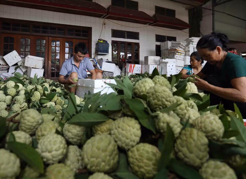 Sản phẩm na được phân loại, đóng vào thùng xốp bảo quản đưa đi tiêu thụ ở trong nước và xuất khẩu sang thị trường Trung Quốc tại một cơ sở thu mua na, thị trấn Đồng Bành, huyện Chi Lăng. (Ảnh: Vũ Sinh/TTXVN)