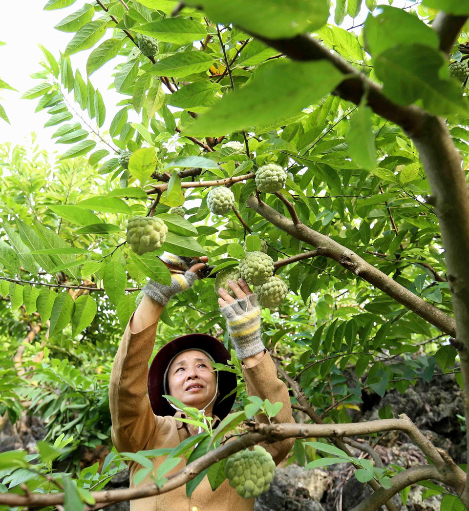 Vụ na năm nay, huyện tiếp tục duy trì và vận động nông dân sản xuất theo quy trình VietGAP và GlobalGAP. (Ảnh: Vũ Sinh/TTXVN)