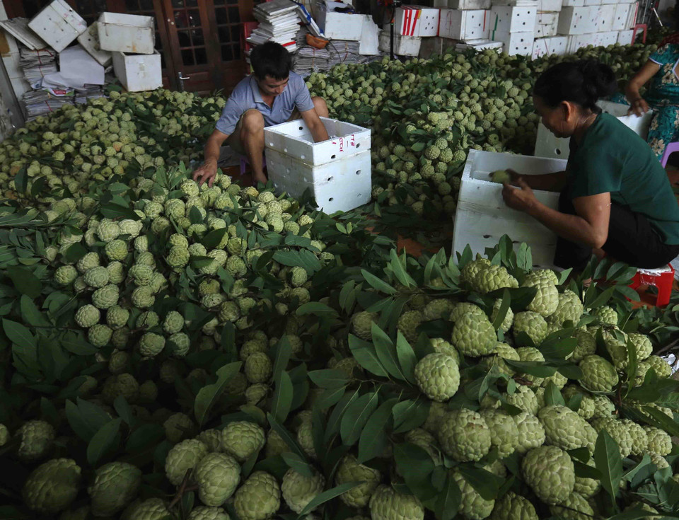 Sản phẩm na được phân loại, đóng vào thùng xốp bảo quản đưa đi tiêu thụ ở trong nước và xuất khẩu sang thị trường Trung Quốc tại một cơ sở thu mua na, thị trấn Đồng Bành, huyện Chi Lăng. (Ảnh: Vũ Sinh/TTXVN)