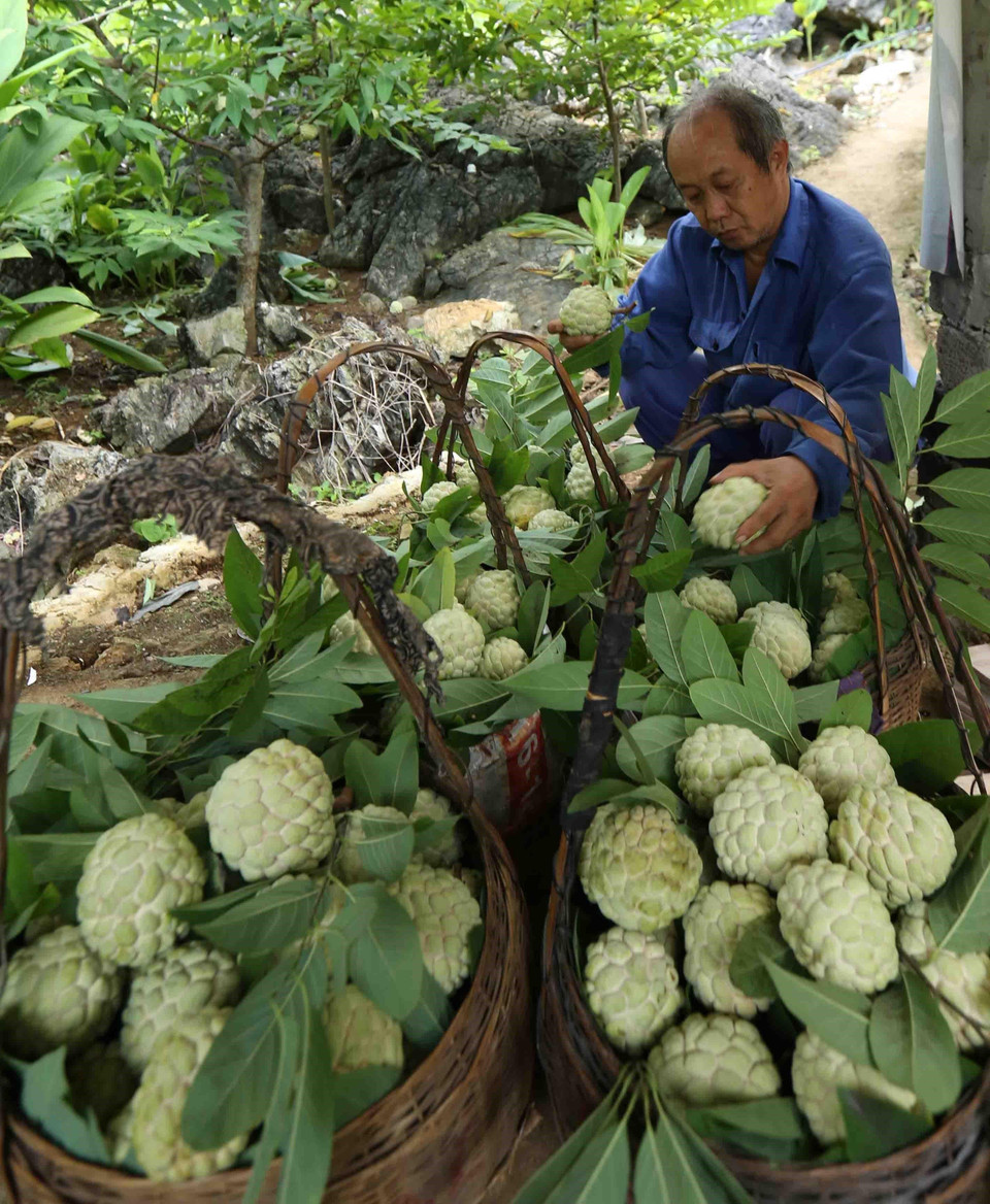 Phân loại, lựa chọn sản phẩm na trước khi đưa đi tiêu thụ ở vườn na sản xuất theo quy trình VietGAP. (Ảnh: Vũ Sinh/TTXVN)