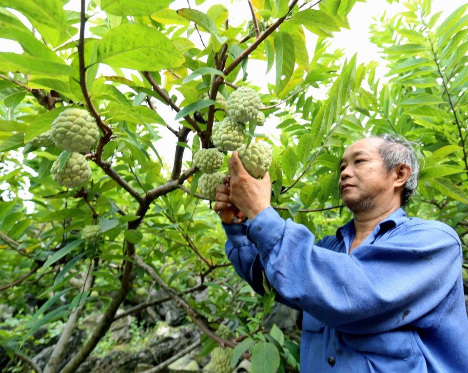 Thu hoạch na tại hộ nông dân Trương Văn Duyên (dân tộc Nùng) ở thôn Lũng Thân, thị trấn Đồng Mỏ, huyện Chi Lăng.(Ảnh: Vũ Sinh/TTXVN)