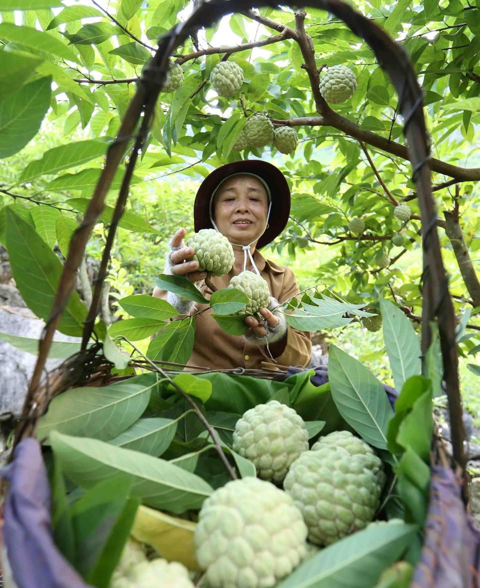 Năm 2019, huyện Chi Lăng (tỉnh Lạng Sơn) có khoảng 1.600ha trồng na cho thu hoạch, trong đó có khoảng hơn 195ha sản xuất theo tiêu chuẩnVietGAP và GlobalGAP, sản lượng ước đạt 16.000 tấn, giá trị kinh tế đạt khoảng 600 tỷ đồng. (Ảnh: Vũ Sinh/TTXVN)