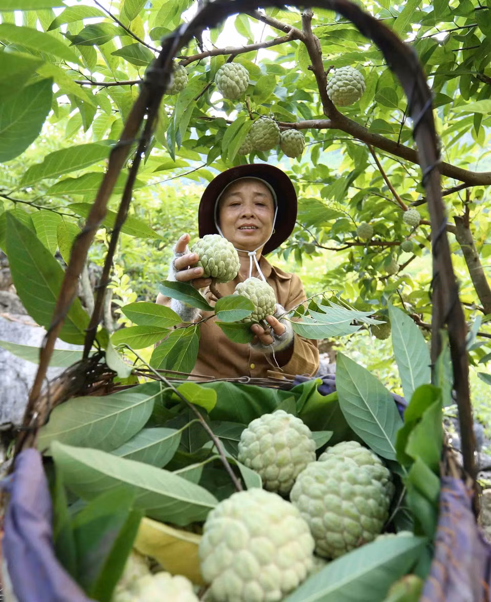 Năm 2019, huyện Chi Lăng (tỉnh Lạng Sơn) có khoảng 1.600ha trồng na cho thu hoạch, trong đó có khoảng hơn 195ha sản xuất theo tiêu chuẩnVietGAP và GlobalGAP, sản lượng ước đạt 16.000 tấn, giá trị kinh tế đạt khoảng 600 tỷ đồng. (Ảnh: Vũ Sinh/TTXVN)