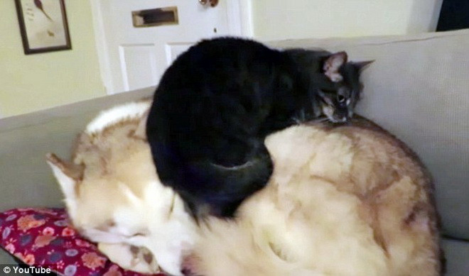 Maeby tỏ ra ngoan ngoãn và để cho Farina thoải mái leo lên lưng mình. (Nguồn: Daily Mail)