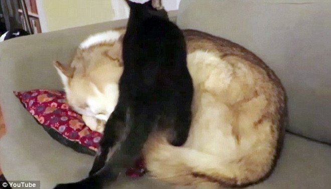 Farina cố chèo lên lưng của Maeby. (Nguồn: Daily Mail)