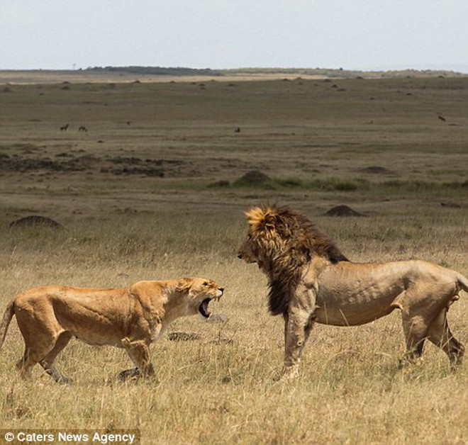 Chú sư tử nhẫn nhịn và né tránh những đòn tấn công từ phía bạn đời. (Nguồn: Caters News Agency)