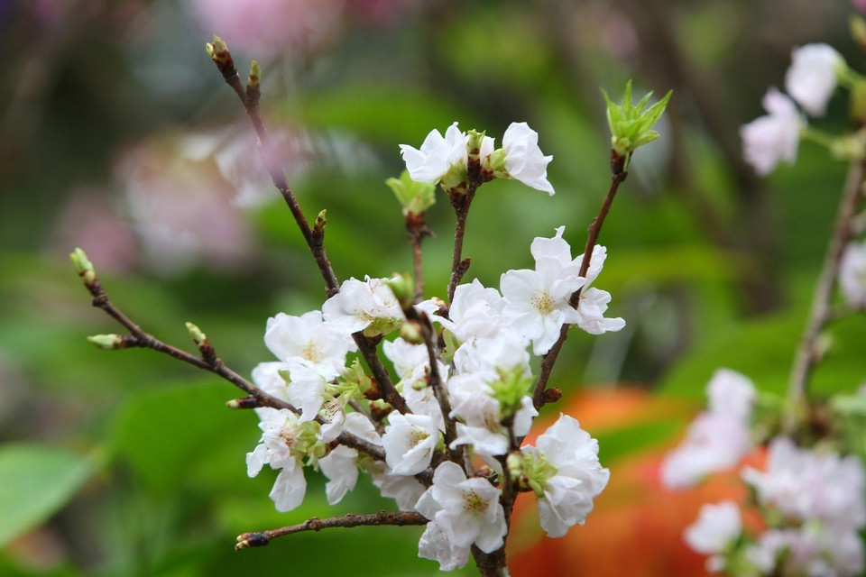 Vẻ đẹp rạng rỡ của hoa anh đào Nhật Bản.(Ảnh: Thành Đạt/TTXVN)