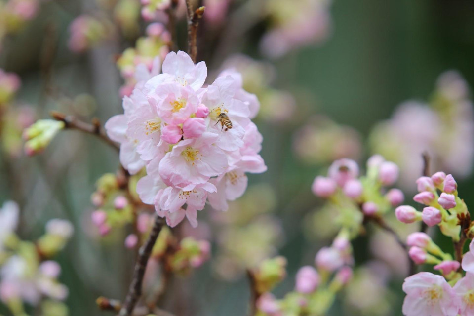 Vẻ đẹp rạng rỡ của hoa anh đào Nhật Bản.(Ảnh: Thành Đạt/TTXVN)