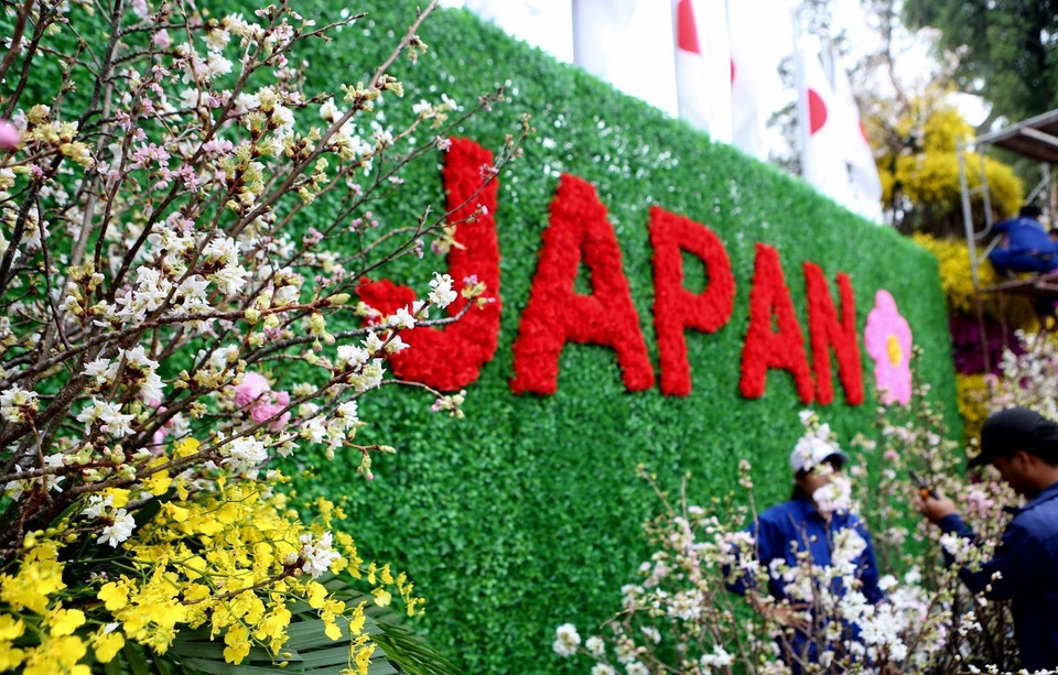 Vẻ đẹp rạng rỡ của hoa anh đào Nhật Bản.(Ảnh: Thành Đạt/TTXVN)