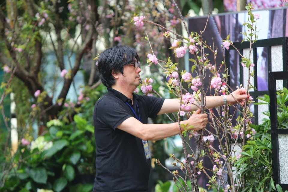 Các nghệ nhân Nhật Bản chỉnh sửa lại cây trước giờ khai mạc Lễ hội. (Ảnh: Thành Đạt/TTXVN)