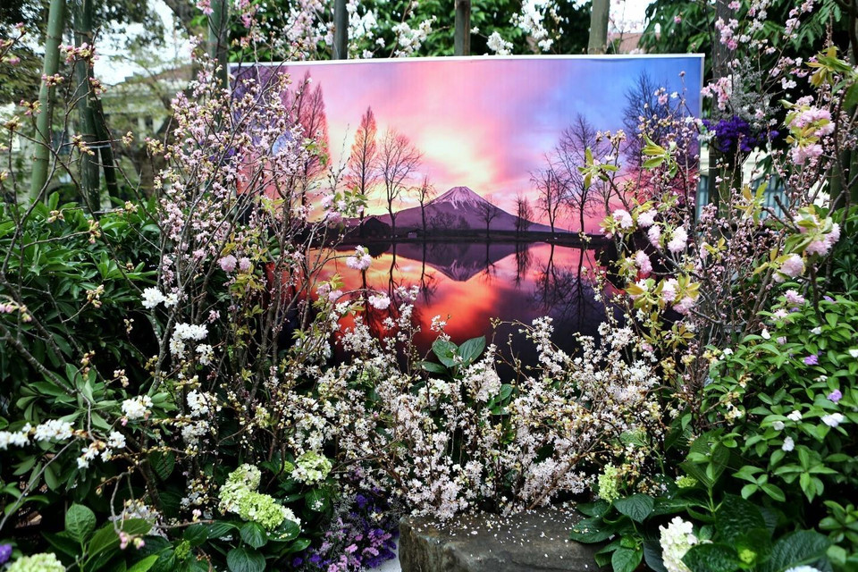 Nhiều tiểu cảnh hoa anh đào được trang trí tại lễ hội. (Ảnh: Thành Đạt/TTXVN)