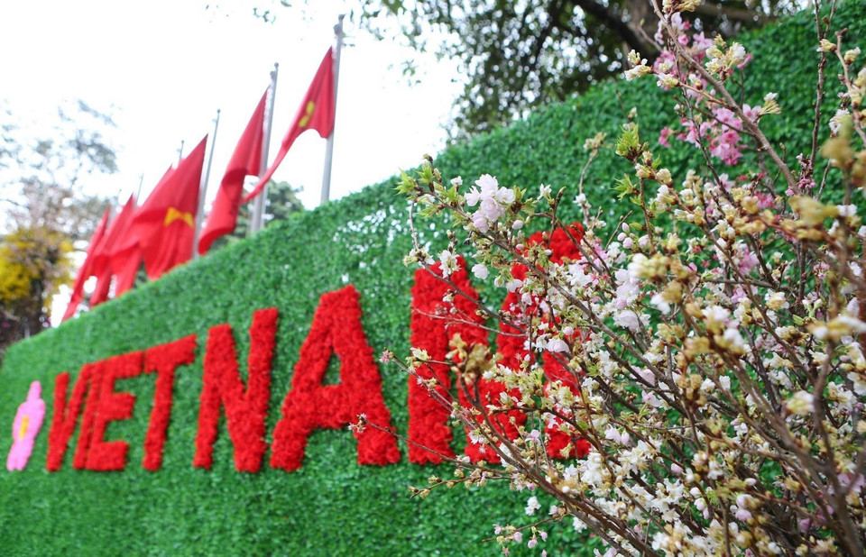 Vẻ đẹp rạng rỡ của hoa anh đào Nhật Bản.(Ảnh: Thành Đạt/TTXVN)