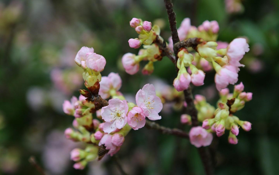 Vẻ đẹp rạng rỡ của hoa anh đào Nhật Bản. (Ảnh: Thành Đạt/TTXVN)