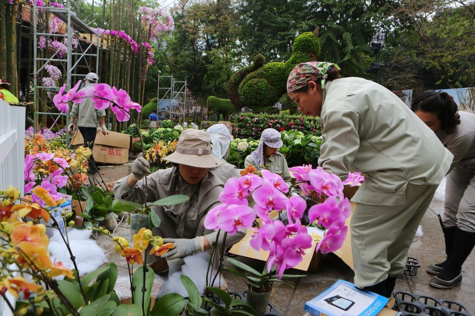 Gấp rút hoàn thành trang trí cây để kịp tiến độ khai mạc Lễ hội. (Ảnh: Thành Đạt/TTXVN)