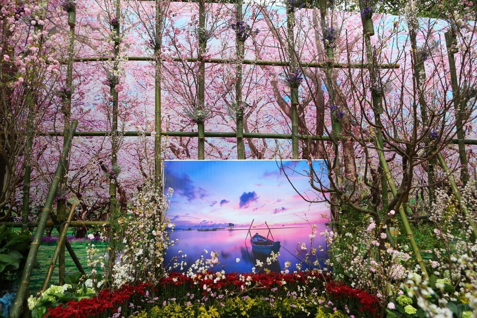 Nhiều tiểu cảnh hoa anh đào được trang trí tại lễ hội. (Ảnh: Thành Đạt/TTXVN)