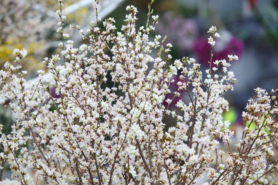 Vẻ đẹp rạng rỡ của hoa anh đào Nhật Bản.(Ảnh: Thành Đạt/TTXVN)