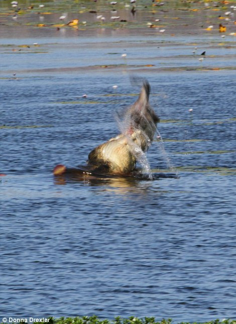 Con cá sấu xé xác chú chuột túi trước khi nuốt chửng. (Nguồn: Daily Mail)