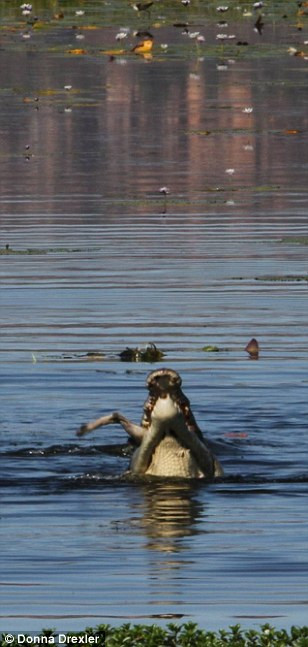 Những con cá sấu xung quanh đó tỏ ra rất ghen tị. (Nguồn: Daily Mail)