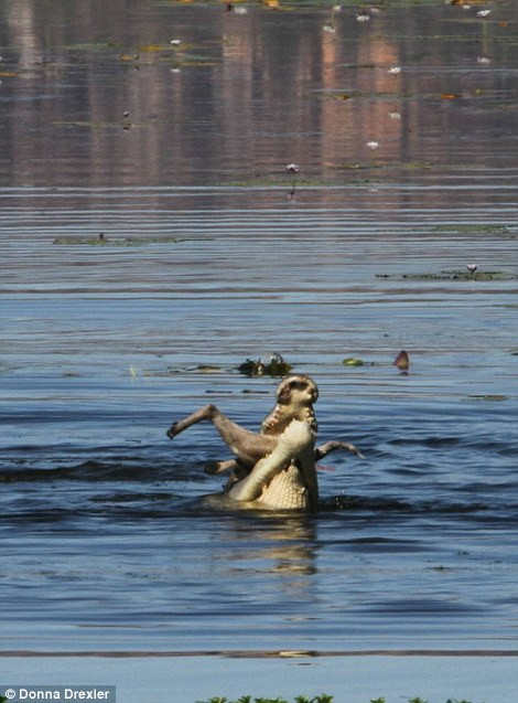Con chuột túi đáng thương bị xé xác. (Nguồn: Daily Mail)
