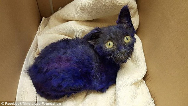 Chú mèo ​hai tháng tuổi được đặt tên là Smurf. (Nguồn: Daily Mail)