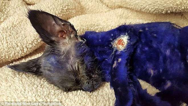 Smurf bị ai đó nhuộm lông tím. (Nguồn: Daily Mail)