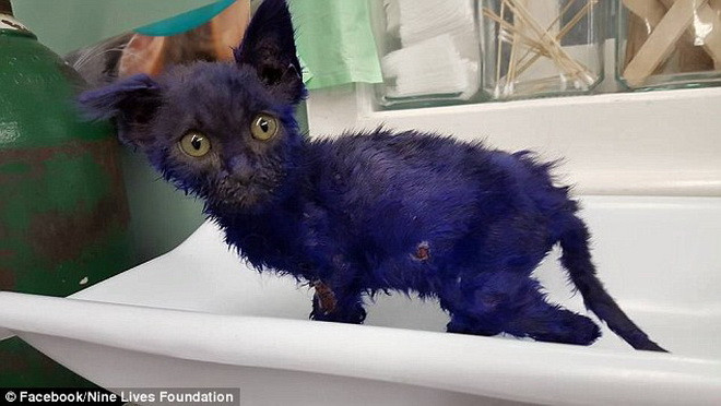 Sau khi được chữa trị, sức khỏe của Smurf đã tốt hơn. (Nguồn: Daily Mail)