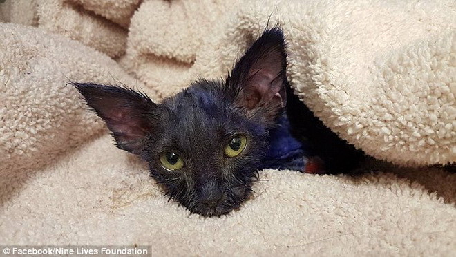 Smurf bị nhốt chung với một con chó. (Nguồn: Daily Mail)