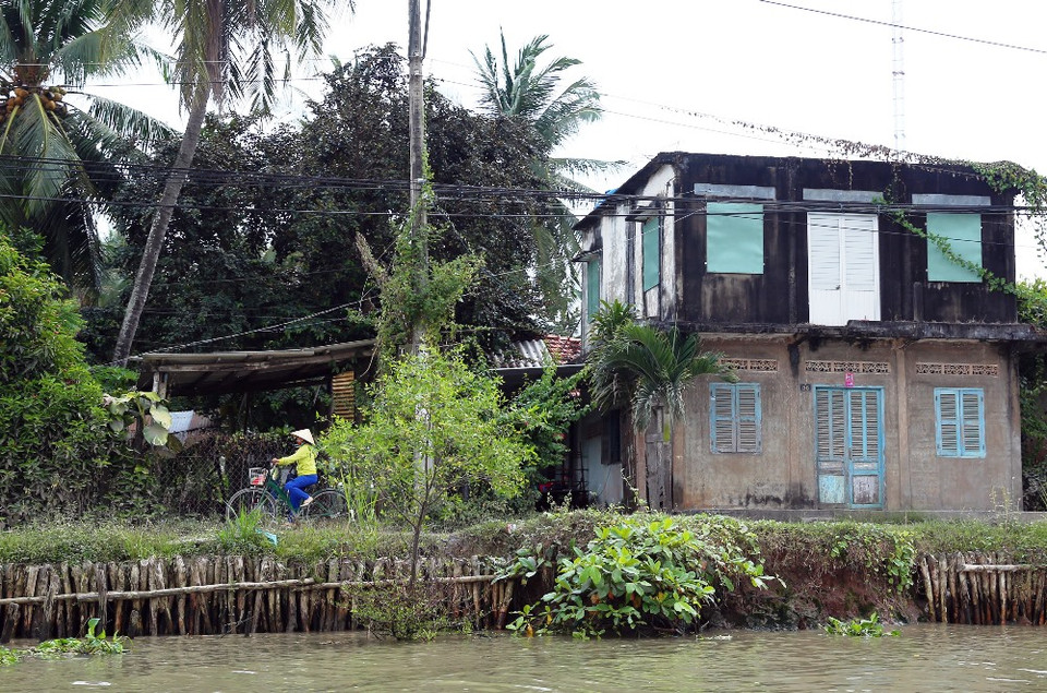 Người dân đã nhiều lần tự gia cố bằng các cọc tre hay cây thân gỗ đóng kè sát bờ đê để chống sạt lở nhưng cũng chỉ được một thời gian. (Ảnh: Huy Hùng/Vietnam+)