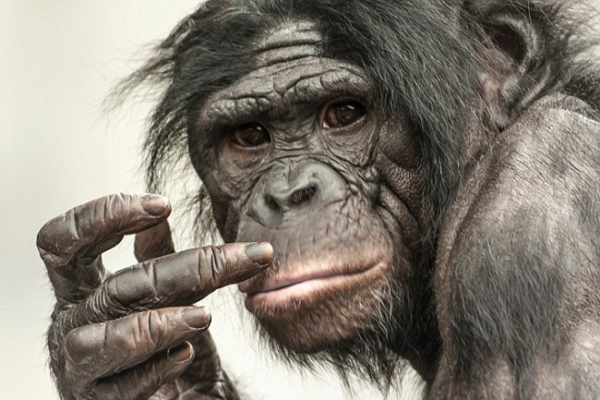 Graham cho biết anh rất thích ngắm những hình động của các chú khỉ mỗi khi vào vườn thú. (Nguồn: Daily Mail)