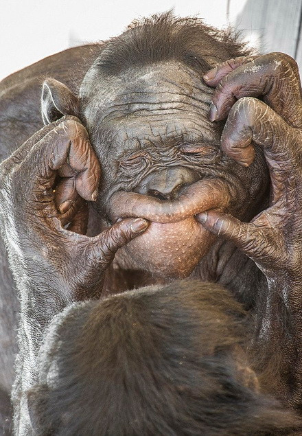 Chú khỉ giúp gương mặt của bạn mình trở nên thoải mái hơn. (Nguồn: Daily Mail)