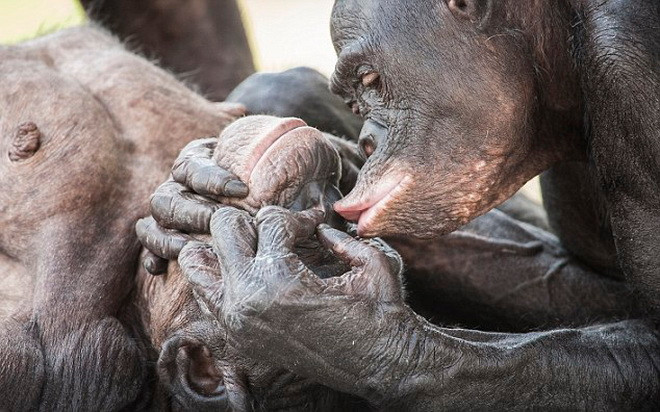 Các chú khỉ tinh nghịch. (Nguồn: Daily Mail)