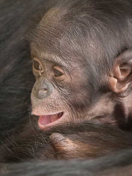 Các chú khỉ tinh nghịch. (Nguồn: Daily Mail)