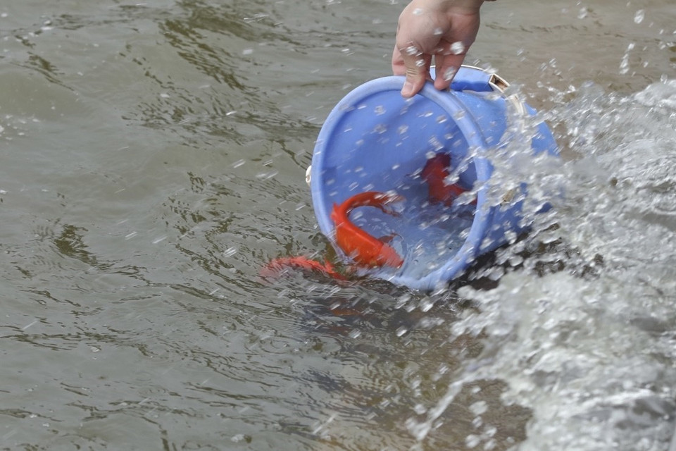 Trong mâm cơm cúng, người Việt thường chuẩn bị thêm cá chép đựng trong chậu nước, sau khi cúng xong, người dân sẽ đem thả phóng sinh ở sông, hồ. (Ảnh: Hoàng Hiếu/TTXVN)