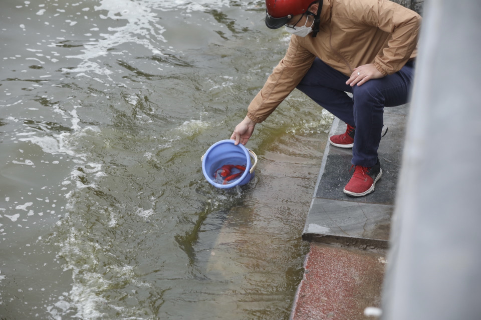 Việc chuẩn bị cá chép mang ý nghĩa chuẩn bị phương tiện để ông Táo cưỡi về chầu trời, đồng thời còn có ngụ ý cá vượt vũ môn hay cá chép hóa rồng, biểu tượng cho sự thăng hoa, tinh thần vượt khó, sự kiên trì và bền bỉ để tới thành công. (Ảnh: Minh Quyết/TTXVN) 