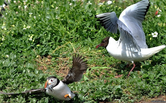 Màn giành giật thức ăn không chỉ diễn ra trên không mà cả mặt đất. (Nguồn: Caters News Agency) 