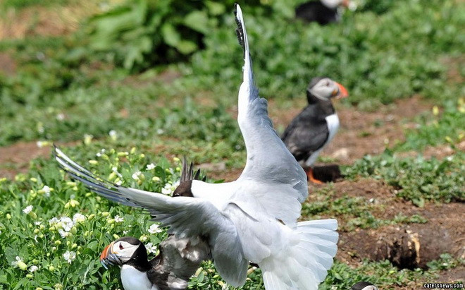 Hải âu cổ rụt bị mòng biển cướp mất một phần thức ăn. (Nguồn: Caters News Agency) 