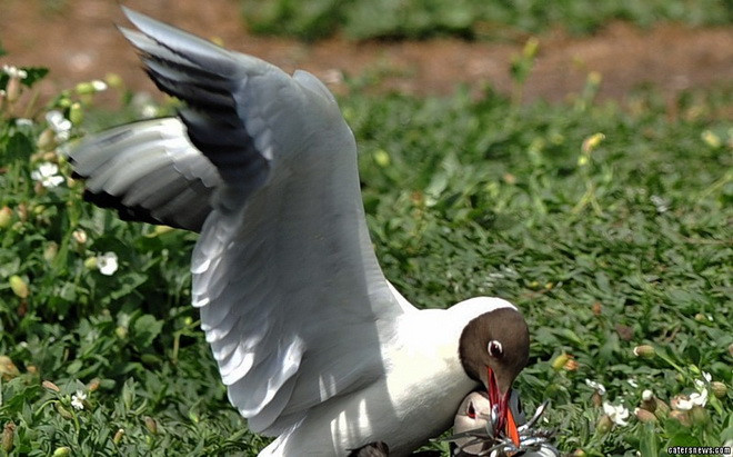 Màn giành giật thức ăn không chỉ diễn ra trên không mà cả mặt đất. (Nguồn: Caters News Agency) 