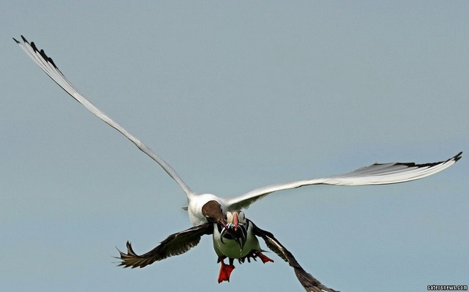 Hải âu cổ rụt đang ngậm những chú lươn cát trong miệng và trên đường bay về tổ. (Nguồn: Caters News Agency) 